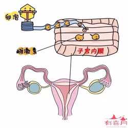 重庆什么是借卵生子，去泰国做试管婴儿需要提前做好哪些备孕工作？